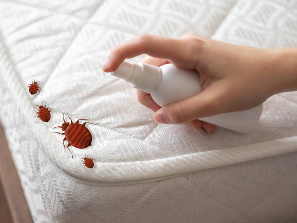 Best Local Pest Control Services  in Hazlehurst, GA
